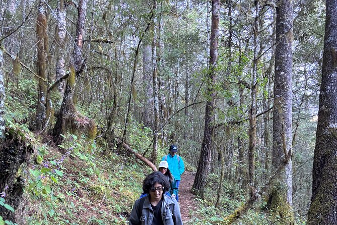 Amazing Walk through the Zapotec Mountains with Hot Chocolate - What you’ll see in the forest: ferns, flowers, and real wildlife