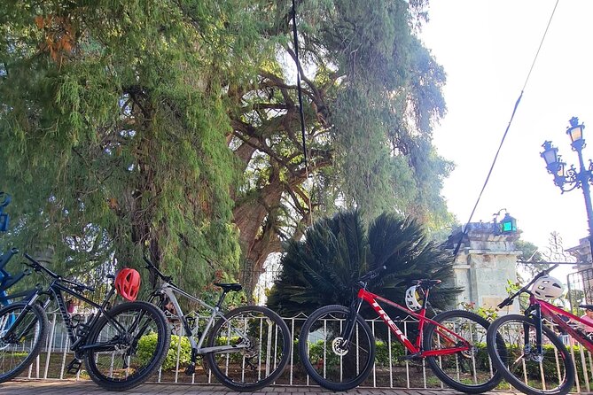 Bike ride to the Tule tree through the countryside - Key Highlights You’ll Notice Right Away