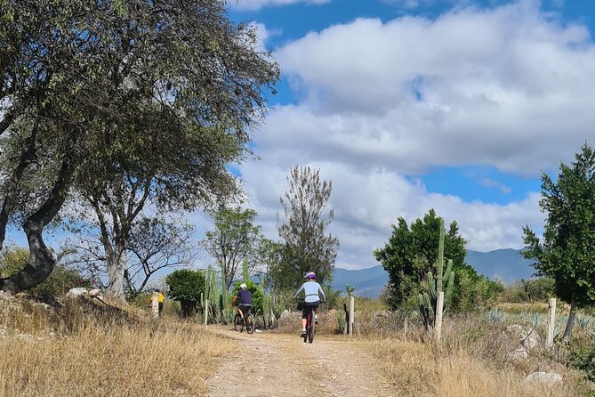 Bike ride to the Tule tree through the countryside - MTB Gear and Guides: Why the Ride Feels Managed, Not Chaotic