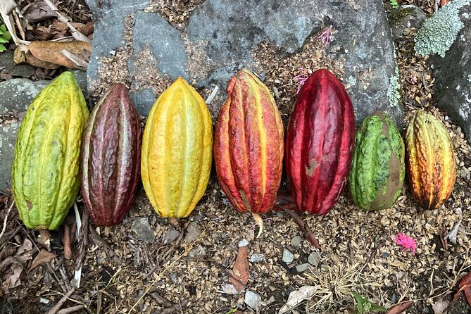 Cacao day experience from the wood to your cup! - Cacao Day in Oaxaca: what the day is really like