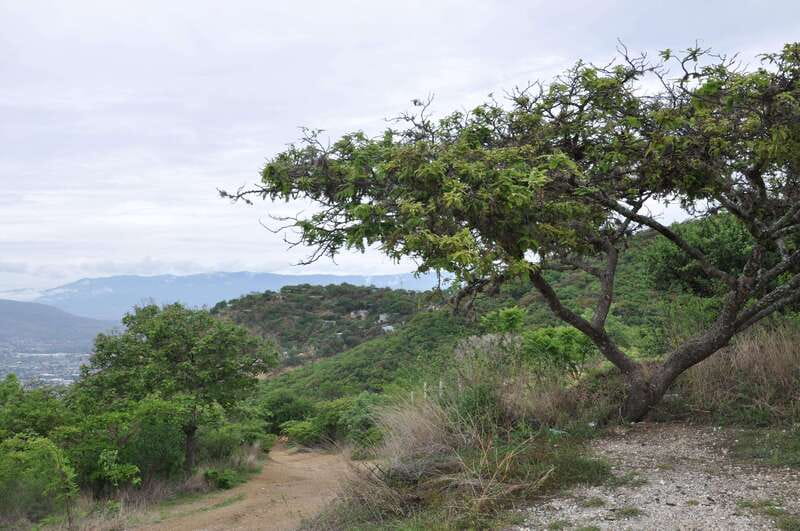 Electric Mountain bike in Oaxaca - Start at Mosso Café: Gear Up and Get Your Bearings