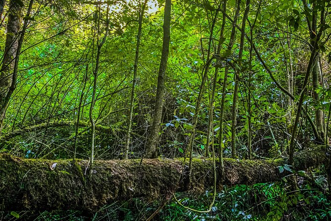 Full Day Bromeliad Forest Tour from Oaxaca - Key highlights I’d circle on your plan