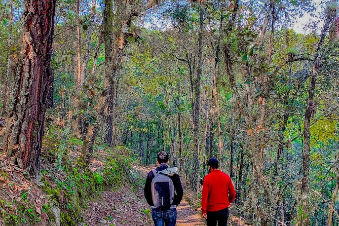Full Day Bromeliad Forest Tour from Oaxaca - Food and costs: what’s covered, what’s optional, and why it affects your day
