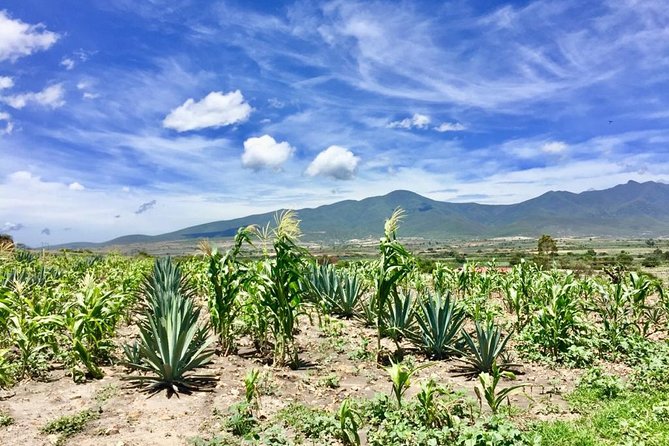 Gastronomy Experience, Culture Mezcal,Tasting & Textiles. Private Tour. - Entering Mezcal Country at Mezcal Don Agave