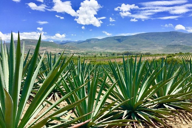 Gastronomy Experience, Culture Mezcal,Tasting & Textiles. Private Tour. - Private-tour value: why this feels different from a bus day