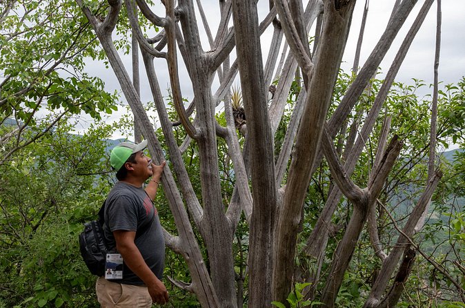 Hierve el Agua Half-Day: Early Access & Personal Guide + Pickup - Transportation, timing, and the true “half-day” feel