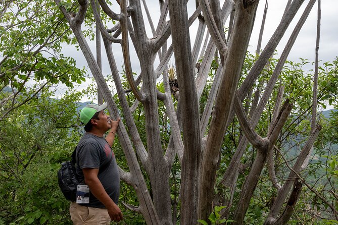 Hierve el Agua Half-Day: Early Access & Personal Guide + Pickup - Weather, fitness, and who should book this