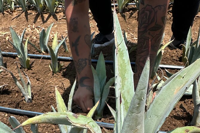 Mezcal Day Experience - A Mezcal Morning Kickoff at Tacos Del Carmen