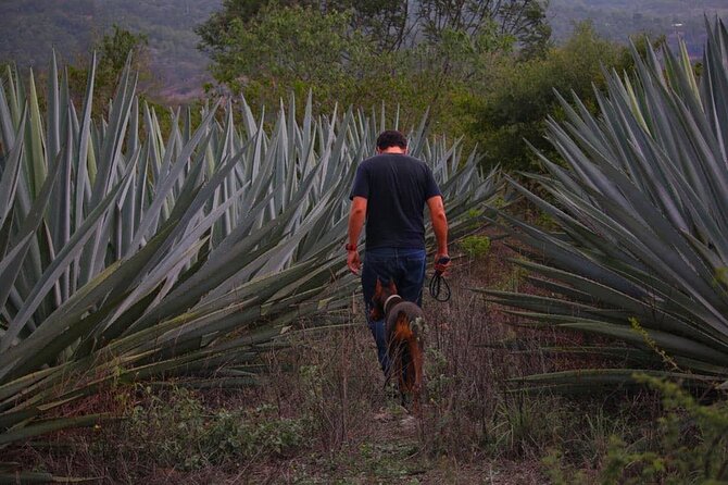 Mezcal Tour Oaxaca - From Reforma 403 to Santiago Matatlán: the ride sets the pace