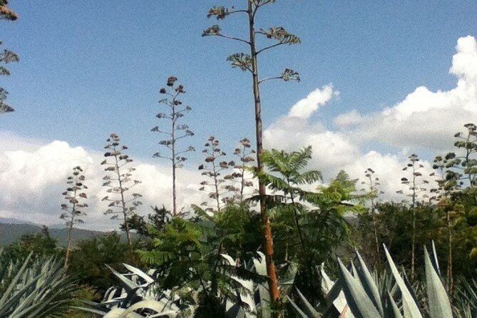 Mezcal Tour Oaxaca - What you’ll learn about mezcal vs tequila (and why it helps you choose)