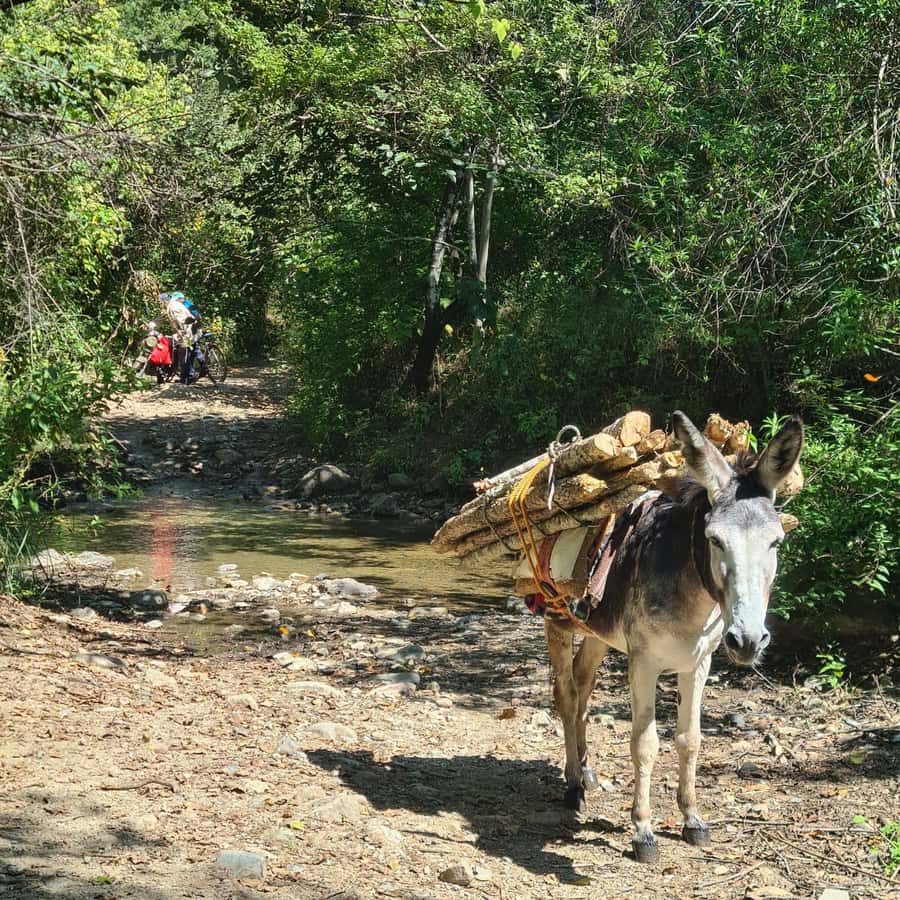 MTB Bike tour to the Monkey Tree + Bread Maker & Tule tree - Value check: why $81 can work when bikes and entrances are included