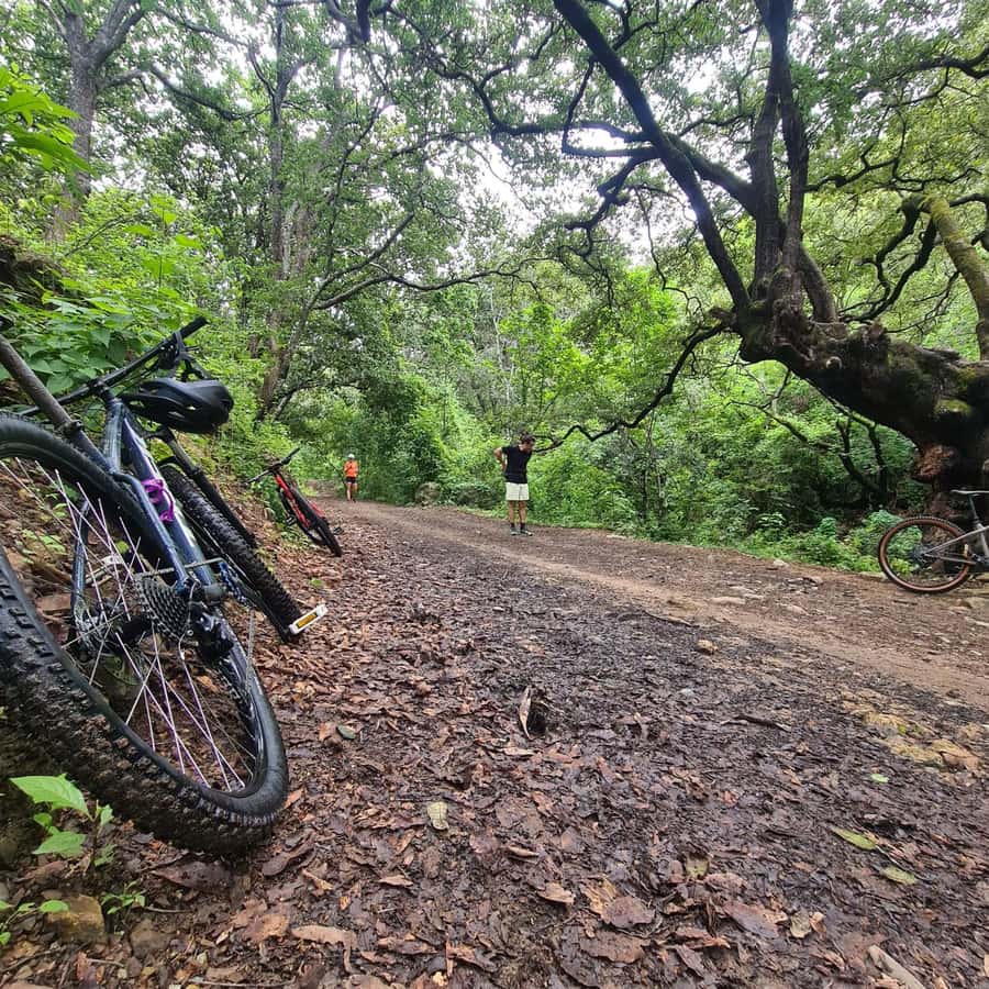 MTB Bike tour to the Monkey Tree + Bread Maker & Tule tree - Santa María del Tule and the Tule Tree: time to look, not just snap