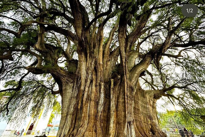 Oaxaca : Boil Water, Mitla, Teotitlan and Tule Tree - What to Pack (So You Don’t Lose Half Your Day to Heat)