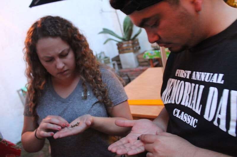 Oaxaca: Mezcal Tasting Session with Expert - Key Highlights You’ll Actually Feel During the Tasting