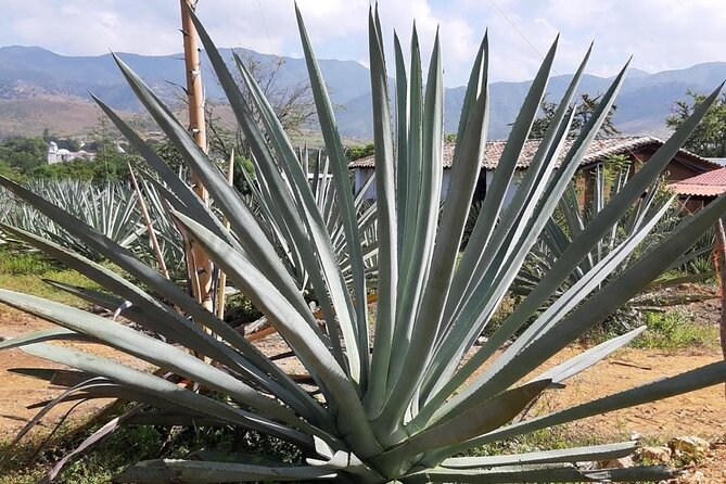 Private tour Mitla, Weavers town, Mezcal and Boil the water - Zona Arqueologica de Mitla: architecture that earns its time