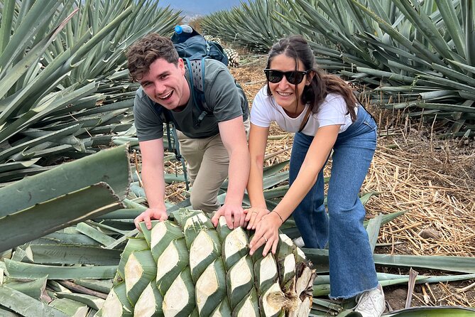 The Mezcal Journey - Stop 2 in San Pablo Villa de Mitla: Agave Fields With Thousands of Plants