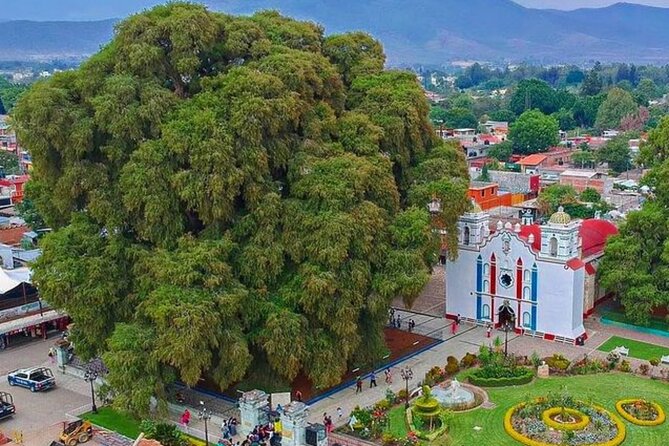 Tour to artisan towns of Oaxaca - El Árbol del Tule: a giant juniper that resets your eyes